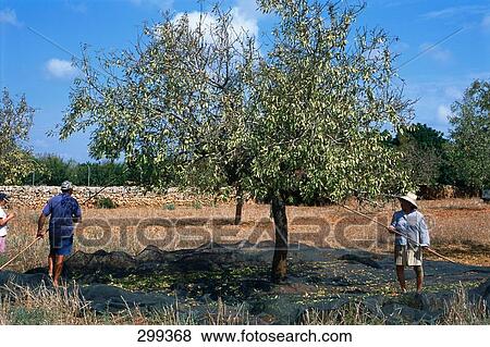 Farmers in ripe tree, Balearic Islands, Majorca View Large Photo Image Stock Photo - Farmers in ripe tree, Balearic Islands, Majorca . Fotosearch