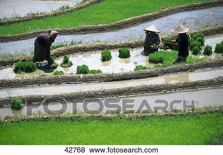 Stock Photo - Farmers working in rice field, Bali, Indonesia . Fotosearch