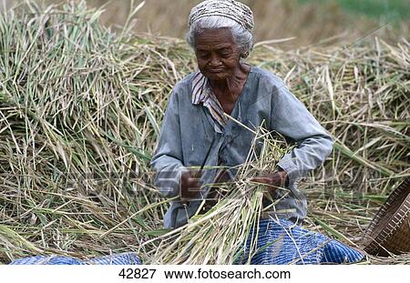 Stock Photo - Female farmer harvesting rice crops by hand, Mengwi, Bali, Indonesia . Fotosearch