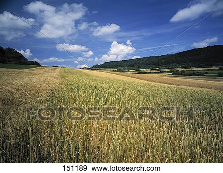 Stock Photo - Field of corn under blue sky, Blaubeuren, Swabia, Baden-Wurttemberg, Germany . Fotosearch