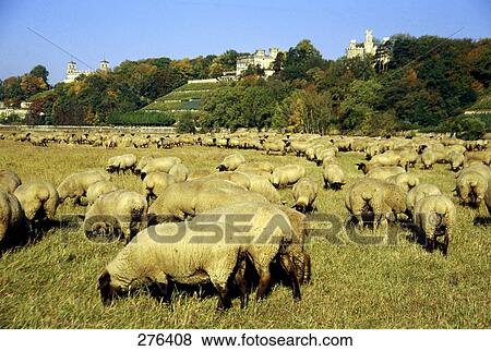 Stock Photo - Flock of sheep grazing grass in field, Lingnerschloss, Dresden, Saxony, Germany . Fotosearch