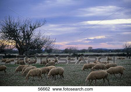Flock of sheep in field, Majorca, Balearic Islands, Spain View Large Photo Image Stock Image - Flock of sheep in field, Majorca, Balearic Islands, Spain . Fotosearch