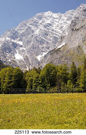 Stock Image - Flowers blooming in field, Mt Watzmann, Berchtesgaden National Park, Bavaria, Germany . Fotosearch