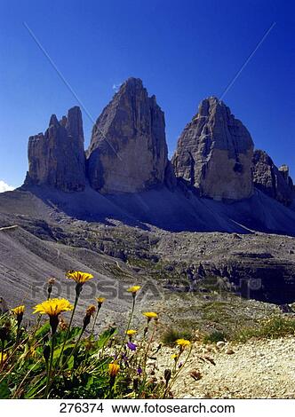 Picture - Flowers blooming in front of mountains, Tre Cime di Lavaredo, Trentino-Alto Adige, Italy . Fotosearch