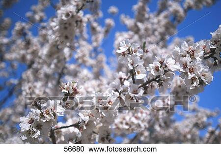 Flowers blooming on almond tree View Large Photo Image Stock Image - Flowers blooming on almond tree . Fotosearch