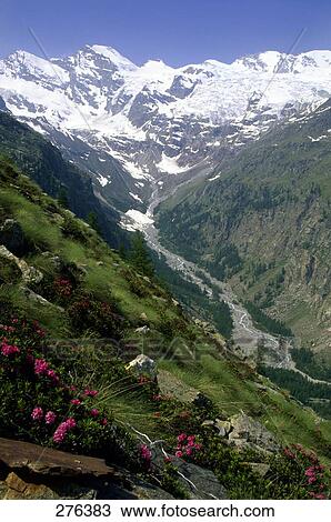 Stock Image - Flowers blooming on mountain, Gran Paradiso, Piedmont, Italy . Fotosearch