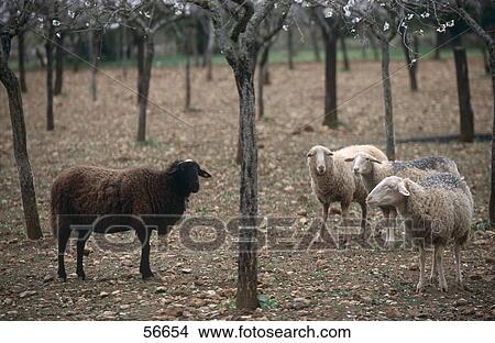 Four sheep standing in field, Alaro, Majorca, Balearic Islands, Spain View Large Photo Image Picture - Four sheep standing in field, Alaro, Majorca, Balearic Islands, Spain . Fotosearch