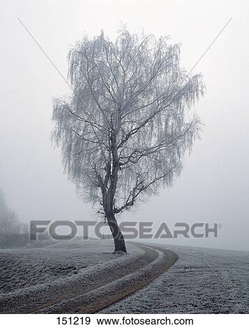 Stock Photo - Frozen tree besides a path on a snowcoverd landscape, Allgau, Bavaria, Germany . Fotosearch
