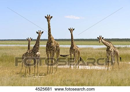Stock Image - Gruop of Angolan Giraffes (Giraffa camelopardalis angolensis) in Etosha National Park, Namibia . Fotosearch