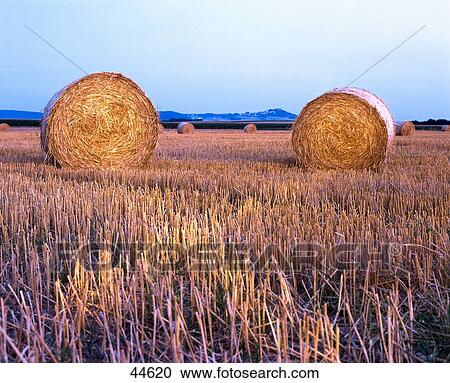 Hay bales in stubble field, Germany View Large Photo Image Stock Image - Hay bales in stubble field, Germany . Fotosearch