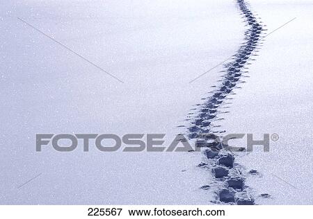 High angle view of footprints on snow View Large Photo Image Stock Photo - High angle view of footprints on snow . Fotosearch