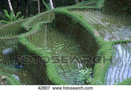 Stock Photo - High angle view of terrace fields of rice, Ubud, Bali, Indonesia . Fotosearch