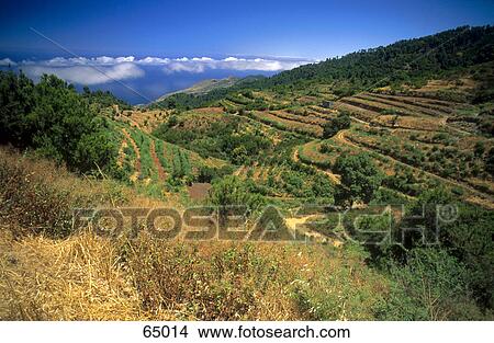 Picture - High angle view of terraces on mountain, Kanaren, La Palma, Canary Islands, Spain . Fotosearch