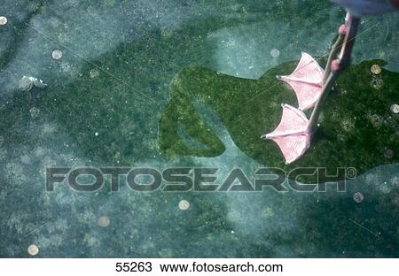 High angle view of webbed foot of flamingo View Large Photo Image Stock Image - High angle view of webbed foot of flamingo . Fotosearch