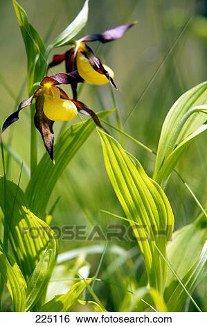 Lady's Slipper Orchids blooming in field, Berchtesgaden National Park, Bavaria, Germany View Large Photo Image Stock Photograph - Lady's Slipper Orchids blooming in field, Berchtesgaden National Park, Bavaria, Germany . Fotosearch