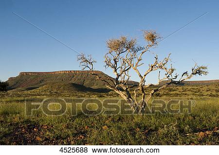 Landscape with Etendeka Mountains near Palmwag, Damaraland, Namibia View Large Photo Image Stock Photo - Landscape with Etendeka Mountains near Palmwag, Damaraland, Namibia . Fotosearch