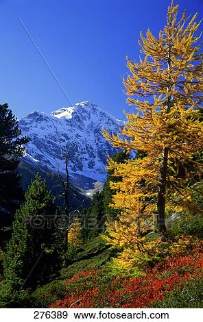 Stock Photo - Larch trees on hill, Mt Ortler, Stilfserjoch National Park, South Tyrol, Italy . Fotosearch