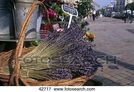 Lavender flowers in basket at flower shop, Bordeaux, France View Large Photo Image Stock Photo - Lavender flowers in basket at flower shop, Bordeaux, France . Fotosearch