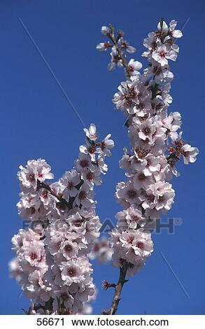 Low angle view of flowers blooming on almond tree, Majorca, Balearic Islands, Spain View Large Photo Image Stock Image - Low angle view of flowers blooming on almond tree, Majorca, Balearic Islands, Spain . Fotosearch