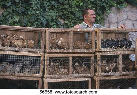 Man standing behind chicken poultry cages, Majorca, Balearic Islands, Spain View Large Photo Image Stock Photo - Man standing behind chicken poultry cages, Majorca, Balearic Islands, Spain . Fotosearch