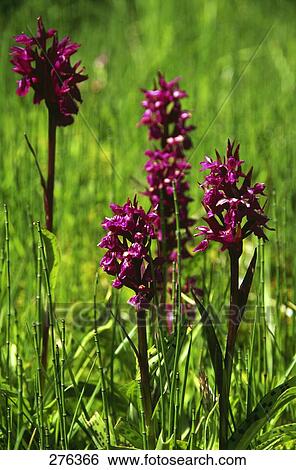 Stock Photograph - Orchis palustris flowers blooming in field, Italy . Fotosearch