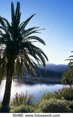 Palm trees near a lake, Canary Islands, Spain View Large Photo Image Stock Image - Palm trees near a lake, Canary Islands, Spain . Fotosearch