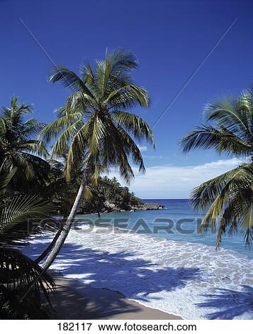 Stock Photo - Palm trees on beach, Puerto Del Carmen, Lanzarote, Canary Islands, Spain . Fotosearch