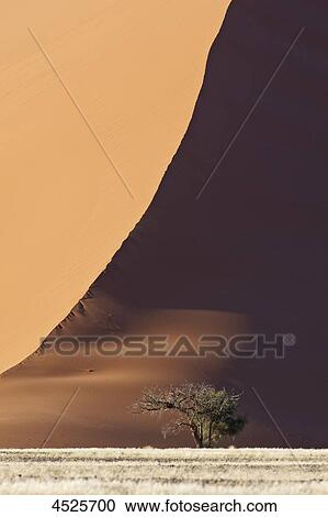 Red sand dune and Acacia tree at Sossusvlei in Naukluft National Park, Namib Desert, Namibia View Large Photo Image Stock Image - Red sand dune and Acacia tree at Sossusvlei in Naukluft National Park, Namib Desert, Namibia . Fotosearch