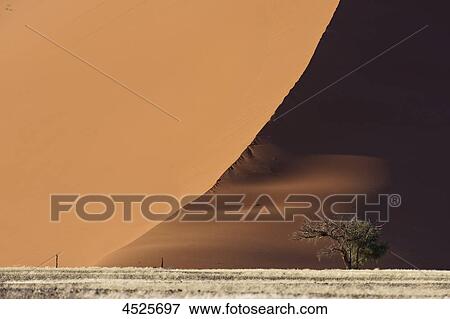Red sand dune and Acacia tree at Sossusvlei in Naukluft National Park, Namib Desert, Namibia View Large Photo Image Stock Photo - Red sand dune and Acacia tree at Sossusvlei in Naukluft National Park, Namib Desert, Namibia . Fotosearch