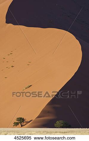 Stock Photography - Red sand dune and Acacia trees at Sossusvlei in Naukluft National Park, Namib Desert, Namibia . Fotosearch