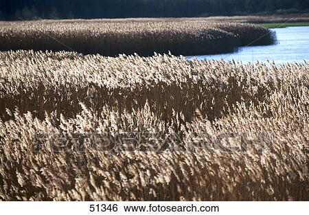 Reed in front of lake, Usedom Island, Germany View Large Photo Image Stock Photograph - Reed in front of lake, Usedom Island, Germany . Fotosearch
