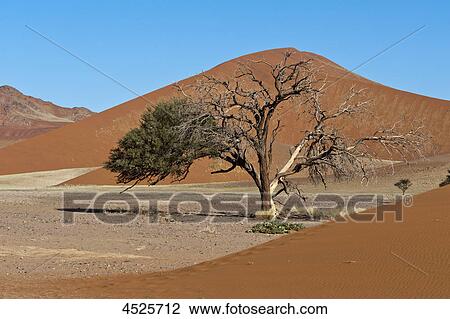 Sand dunes and Acacia at Sossusvlei in Naukluft National Park, Namib Desert, Namibia View Large Photo Image Stock Image - Sand dunes and Acacia at Sossusvlei in Naukluft National Park, Namib Desert, Namibia . Fotosearch