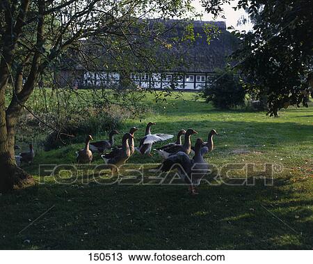 Seagulls near tree on landscape, Mecklenburg-Vorpommern, Germany View Large Photo Image Stock Image - Seagulls near tree on landscape, Mecklenburg-Vorpommern, Germany . Fotosearch