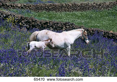 Stock Image - Side profile of mare with its foal in field, Spain, Europe . Fotosearch