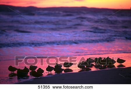 Silhouette of ducks on beach, Ahlbeck, Usedom Island, Germany View Large Photo Image Stock Photography - Silhouette of ducks on beach, Ahlbeck, Usedom Island, Germany . Fotosearch