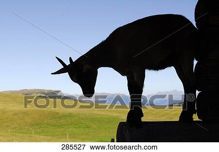Stock Photo - Silhouette of goat standing on wall . Fotosearch