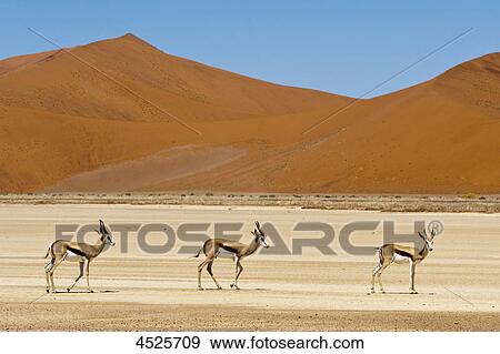 Stock Photo - Springbocks at Sossusvlei in Naukluft National Park, Namib Desert, Namibia . Fotosearch