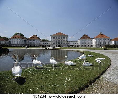 Swans near pond in front of palace, Nymphenburg Palace, Munich, Bavaria, Germany View Large Photo Image Picture - Swans near pond in front of palace, Nymphenburg Palace, Munich, Bavaria, Germany . Fotosearch
