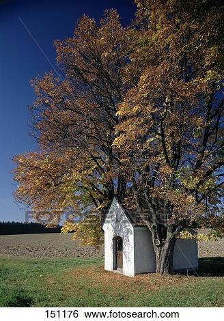 Tree near chapel on rural landscape, Bavaria, Germany View Large Photo Image Stock Photograph - Tree near chapel on rural landscape, Bavaria, Germany . Fotosearch