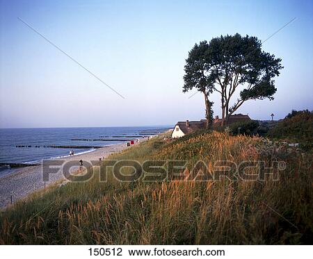 Stock Image - Tree on beach, Germany . Fotosearch