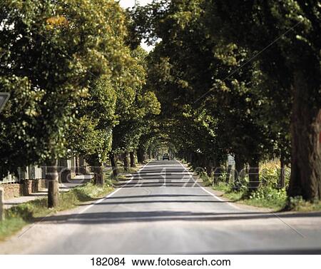 Trees along country road, Thuringia, Germany View Large Photo Image Picture - Trees along country road, Thuringia, Germany . Fotosearch