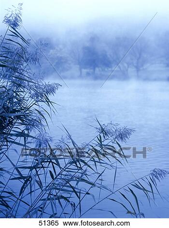 Stock Photography - Trees covered with fog, Germany . Fotosearch