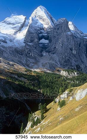 Stock Photography - Trees in forest, Mt Marmolada, Fassa Valley, Dolomites, Italy . Fotosearch