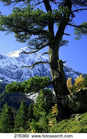 Trees in forest, Mt Ortler, Stilfserjoch National Park, South Tyrol, Italy View Large Photo Image Stock Image - Trees in forest, Mt Ortler, Stilfserjoch National Park, South Tyrol, Italy . Fotosearch