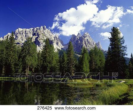 Stock Photography - Trees in forest, Mt Tofana, Dolomites, Veneto, Italy . Fotosearch