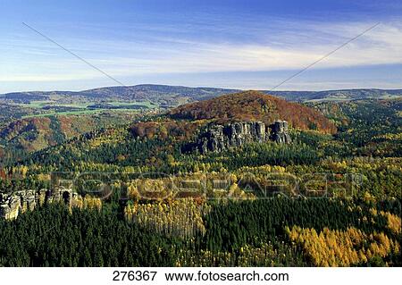 Stock Photo - Trees in forest, Saxony, Germany . Fotosearch