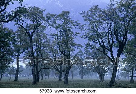 Stock Photo - Trees in park, Grosser Ahornboden, Alpenpark Karwendel, Tyrol, Austria . Fotosearch