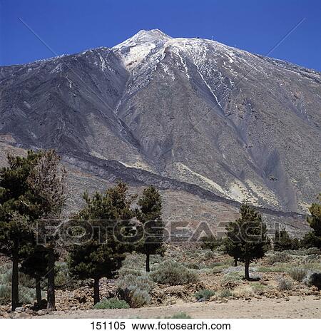 Stock Photography - Trees in valley, Canary Islands, Spain . Fotosearch