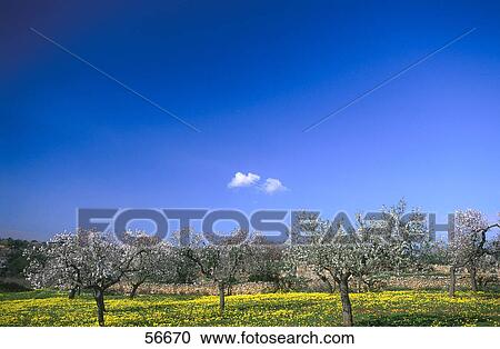 Stock Image - Trees on a rural landscape . Fotosearch