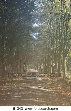 Stock Image - Trees on both sides of track, Okriftel, Hessen, Germany . Fotosearch